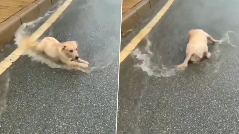 Dog Enjoys Rain: बारिश का लुत्फ उठाते कुत्ते का मजेदार वीडियो हुआ वायरल, जिसे देख आपके चेहरे पर भी आ जाएगी मुस्कान (Watch Viral Video)