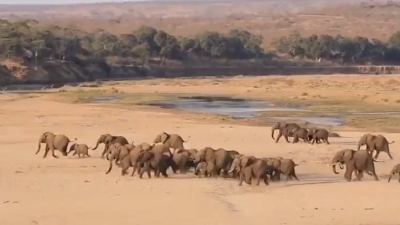World Elephant Day 2020: दौड़ लगाता दिखा हाथियों का विशाल झुंड, विश्व हाथी दिवस पर वायरल हुआ इस अनोखी रेस का वीडियो (Watch Viral Video)