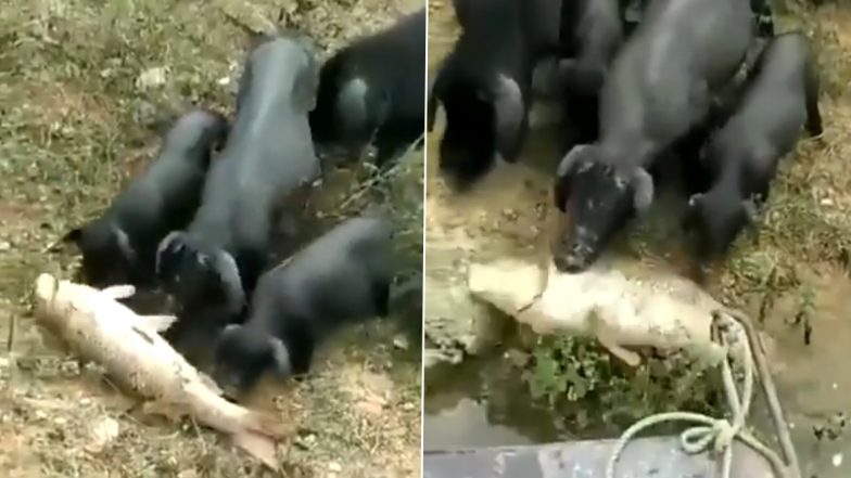 Baby Pigs Try To Save Fish: मछली की जान बचाने की कोशिश करते नन्हें Pigs का वीडियो हुआ वायरल, आप भी देखें
