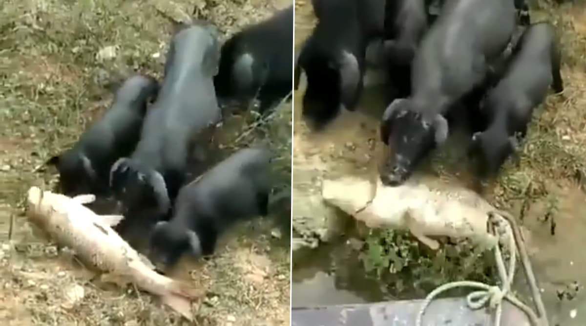 Baby Pigs Try To Save Fish: मछली की जान बचाने की कोशिश करते नन्हें Pigs का वीडियो हुआ वायरल, आप भी देखें