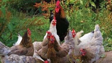 विश्व के सामने बड़ा संकट, चीन ने ब्राजील से आए Frozen Chicken में कोरोना वायरस पाए जाने का किया दावा!