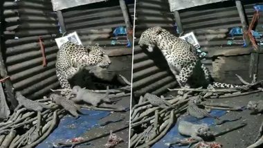 Leopard Gave Birth to Four Cubs: महाराष्ट्र के इगतपुरी में एक झोपड़ी के भीतर तेंदुए ने चार बच्चों को दिया जन्म, सभी शावक स्वस्थ और सुरक्षित (Watch Video)