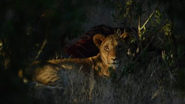 Man Attacked By Lioness In Gujarat: घर के भीतर सो रहे शख्स के सीने पर जा बैठी भूखी शेरनी, फिर जो हुआ वो काफी हैरान करने वाला है