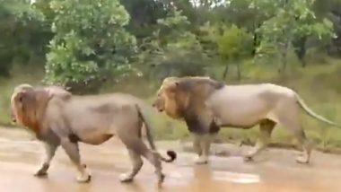 बरसात के बाद गिर के जंगल में राजसी अंदाज में एक साथ चलते दिखे शेर, वायरल वीडियो जीत लेगा आपका दिल (Watch Video)