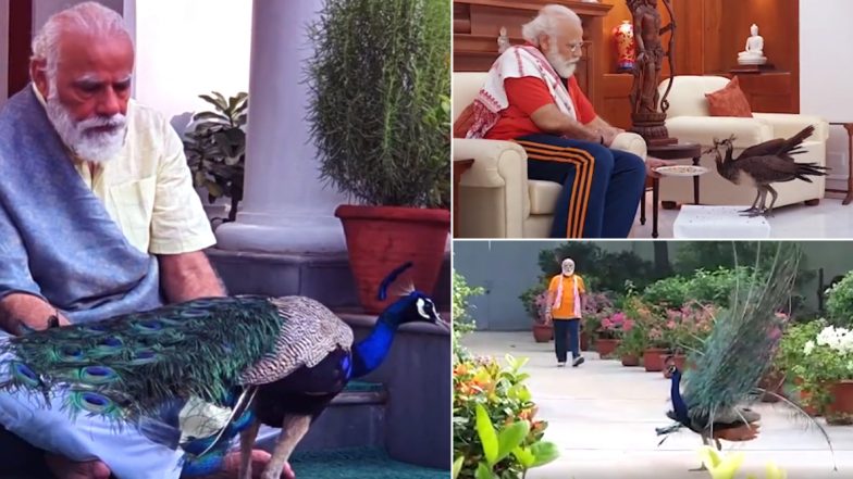 PM Modi Feeds Peacocks: मोर को खाना खिलाते नजर आए प्रधानमंत्री नरेंद्र मोदी, वीडियो में दिखा इस खूबसूरत पक्षी के प्रति उनका प्यार (Watch Video)