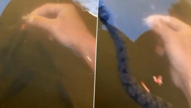 Snake Appears In Water: पानी में मछलियों को खाना खिला रहा था शख्स, तभी उसके हाथ के पास पहुंचा सांप, फिर जो हुआ...(Watch Video)