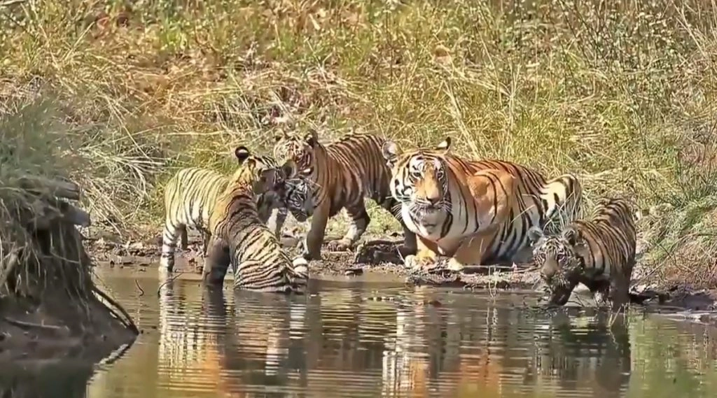 पीलीभीत रिजर्व को मिला ग्लोबल अवॉर्ड