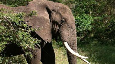 Elephant injured in Coimbatore: तमिलनाडु के कोयंबटूर जिले में हाथी घायल, देसी बम चबाने की आशंका