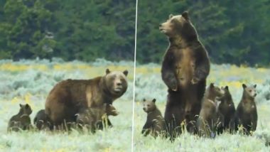Bear Cubs Learn The Art of Surveillance: अपनी मां से निगरानी की कला सीखते नन्हे भालूओं का वीडियो हुआ वायरल, जिसे देख आपके चेहरे पर आ जाएगी मुस्कान