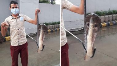 Cobra Spotted Near Gate Of Saket Metro Depot: साकेत मेट्रो डिपो के गेट के पास मिला चार फीट लंबा कोबरा