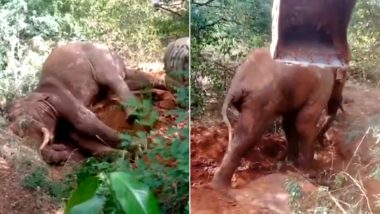 Elephant Rescue: गलती से नीचे गिरा विशालकाय हाथी, JCB मशीन की मदद से वन विभाग द्वारा किया गया रेस्क्यू (Watch Video)