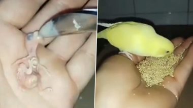 Baby Parrot Raises By Man: मां की मौत के बाद शख्स ने की नन्हे तोते की परवरिश, जन्म से लेकर बड़े होने तक का उसका यह वीडियो जीत लेगा आपका दिल (Watch Video)