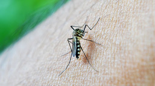 World Mosquito Day: जानें किन रोगों के कारण फैलते हैं मच्छर