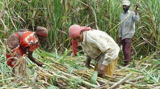 Modi Government's Gift To Sugarcane Farmers: मोदी सरकार की किसानों को सौगात, गन्ने के दाम में 10 रुपये प्रति क्विंटल की वृद्धि
