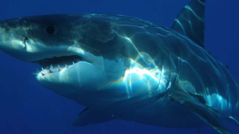 Man Fights With Shark To Save Wife: पत्नी को बचाने के लिए शार्क से भिड़ गया पति, पूरे ऑस्ट्रेलिया में हो रही है शख्स की बहादुरी की तारीफ