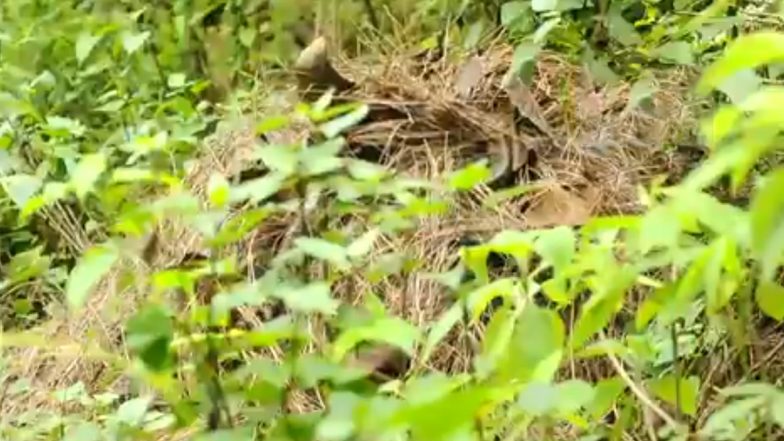 Uttarakhand: नैनीताल के मुक्तेश्वर में 2,170 मीटर की ऊंचाई पर पहली बार दिखा किंग कोबरा, देखें VIDEO