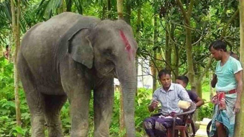 Man Gifts his Wife an Elephant: पति ने अपनी जमीन बेचकर पत्नी के सपनों को किया साकार, हाथी खरीदकर तोहफे में दी