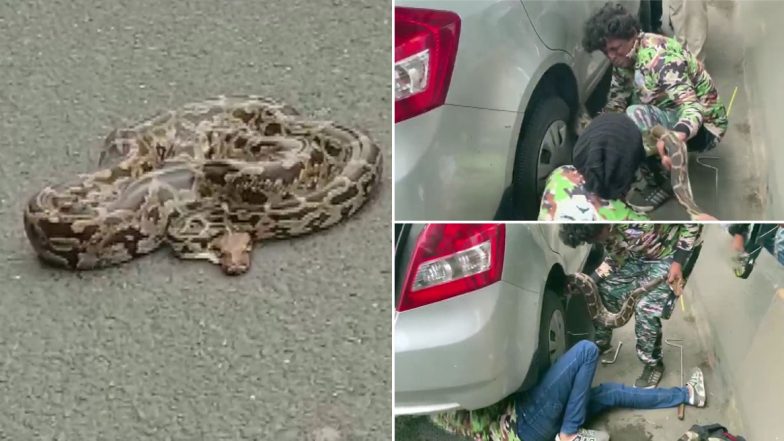 8-ft-long python rescued in Mumbai: मुंबई के ईस्टर्न एक्सप्रेसवे पर कार में 8 फीट लंबे अजगर के घुसने से ट्रैफिक रहा जाम, कड़ी मशक्कत के बाद किया गया रेस्क्यू; देखें तस्वीरें