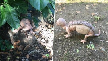 Alien Creature With Human-Like Face: राजस्थान में किसानों पर मानव जैसे चेहरे वाला अजीबो-गरीब जीव कर रहा है हमला? जानें इन वायरल तस्वीरों की हकीकत