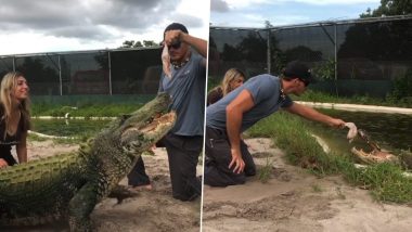 Alligator Viral Video: शख्स द्वारा फेंके गए खाने को पकड़ने में विफल होने पर शर्मिंदा हुआ मगरमच्छ, फिर किया कुछ ऐसा... (देखें वीडियो)