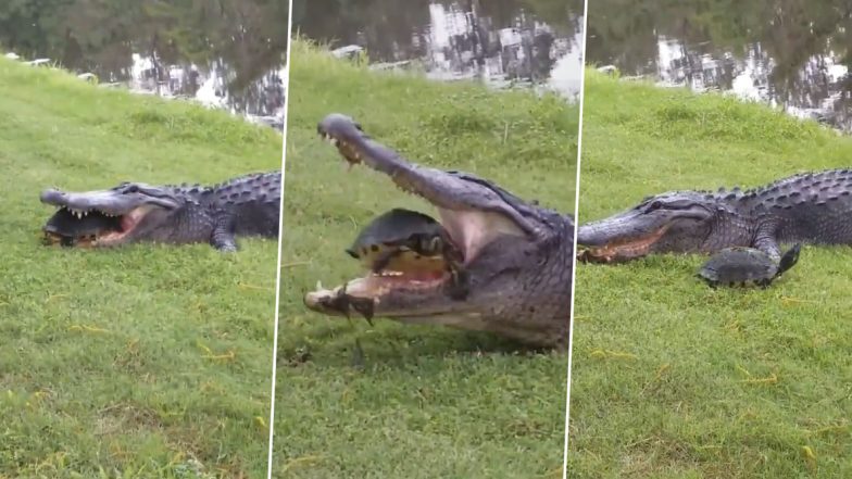 Alligator And Turtle Video: मगरमच्छ का जबड़ा मजबूत है या कछुए का कवच? इस वायरल वीडियो में छिपा है जवाब