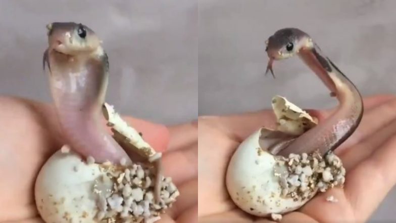 Newborn King Cobra: जन्म के तुरंत बाद फन फैलाता दिखा नवजात किंग कोबरा, वायरल वीडियो देख आप भी हो जाएंगे हैरान