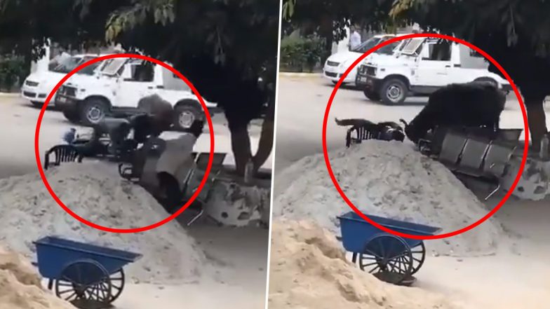 Buffalo Attacked On A Police Officer: यूपी के संभल में बाइक सवार पुलिस वाले पर गुस्साई भैंस ने किया हमला, किया उसका ऐसा हाल... (Watch Viral Video)