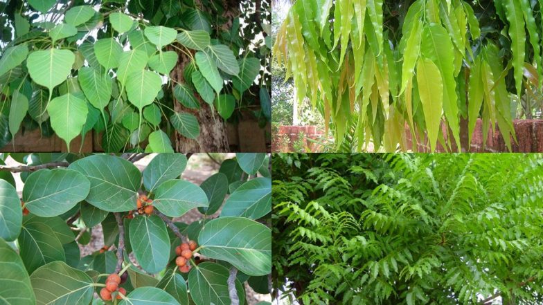 Pitru Paksha 2020: श्राद्धपक्ष में क्यों लगाये जाते हैं पेड़-पौधे, जानें महत्व और उनसे जुड़े लाभ