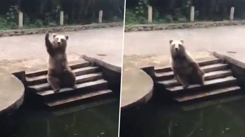 Bear Adorable Video: चिड़ियाघर में आए विजिटर्स से खाना मांगते भालू का वीडियो हुआ वायरल, उसके मनमोहक अंदाज पर फिदा हुए लोग