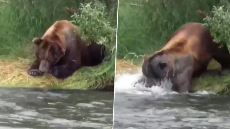 Hungry Bear: नदी किनारे बैठे भालू ने दिखाई गजब की चतुराई, झपट्टा मारकर ऐसे किया मछली का शिकार (Watch Viral Video)
