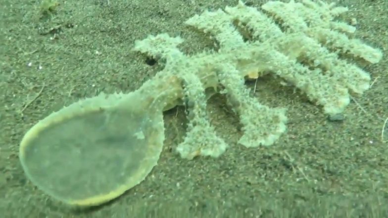 Strange Creature Found in Bali: बाली में समंदर किनारे दिखा हरे रंग का अजीबो-गरीब जीव, इस दुर्लभ प्राणी का डरावना वीडियो हुआ वायरल