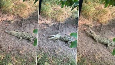 Crocodile Viral Video: जिंदा केकड़े को खाने की कोशिश करना मगरमच्छ को पड़ा बहुत भारी, वायरल वीडियो में देखें कैसा हुआ उसका हाल