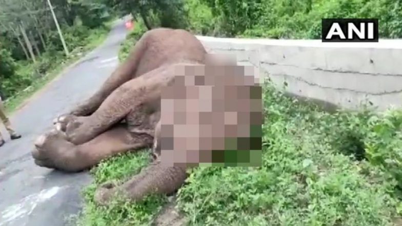 Elephant Death: तमिलनाडु के मारापलम शोलायूर इलाके में हाथी का शव मिलने से हडकंप, मुंह पर मिले गहरे जख्म के निशान