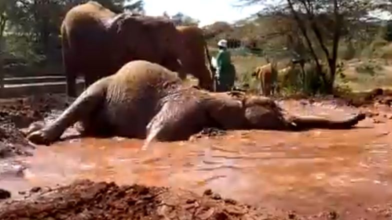Elephant Enjoys Mud Bath: कीचड़ में लोटपोट होकर स्नान का आनंद लेता दिखा हाथी, उसका यह मजेदार वीडियो हुआ वायरल (Watch Viral Video)
