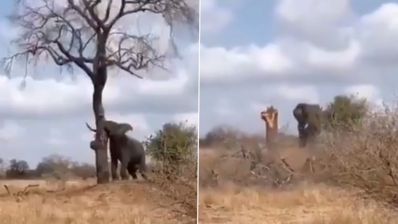 Elephant Viral Video: हाथी ने दिखाई गजब की ताकत, अपनी सूंड पेड़ को गिराते गजराज का दिलचस्प वीडियो हुआ वायरल