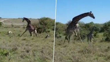 Giraffe Protects Calf From Cheetahs: चीताओं के हमले से अपने नन्हे बच्चे की रक्षा करती मां जिराफ का वीडियो हुआ वायरल, आप भी देखें