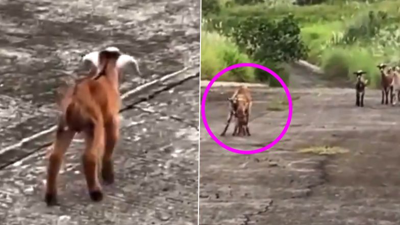 Baby Goat Meets Mother: रेस्क्यू किए जाने के बाद अपनी मां से ऐसे मिली नन्ही बकरी, वायरल वीडियो को देख आप भी हो जाएंगे इमोशनल