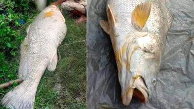 Huge Bhola Fish Found in West Bengal: पश्चिम बंगाल में 52 किलो की भोला मछली पकड़ी, 3 लाख में हुई नीलामी