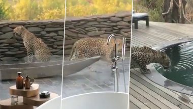 Leopard Enters in Resort: अफ्रीका के एक रिसॉर्ट में तेंदुए ने की धमाकेदार एंट्री, स्विमिंग पूल से पानी पीकर बुझाई अपनी प्यास (Watch Viral Video)