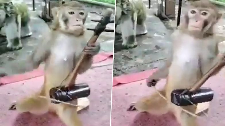 Monkey Viral Video: इंसानों की तरह एक बंदर ने जब 'इकतारा' से छेड़ा सुरीला संगीत, वायरल वीडियो देख आप भी हो जाएंगे उसके इस हुनर के कायल