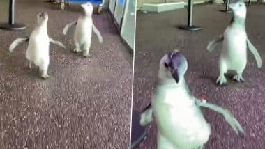 Baby Penguins Adorable Video: मस्ती में दौड़ लगाते दो नन्हे पेंगुइन का वीडियो हुआ वायरल, इंटरनेट यूजर्स बोले- So Cute