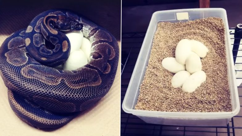 Python Viral Video: कई सालों से नर अजगर से दूर रहने के बावजूद 62 वर्षीय मादा अजगर ने दिए 7 अंडे, वीडियो देख आप भी रह जाएंगे दंग