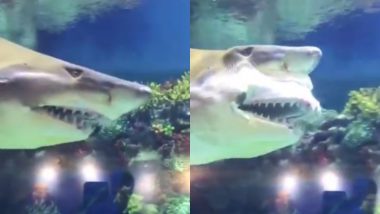 Shark Viral Video: अपने नुकीले दांतों को अंदर-बाहर करते शार्क का डरावना वीडियो हुआ वायरल, देखकर आप भी रह जाएंगे दंग