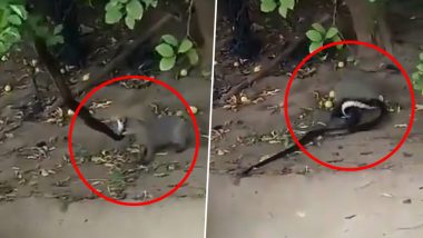 Fight Between Snake & Mongoose: सांप और नेवले के बीच हुआ भयंकर युद्ध, देखें वर्चस्व की इस लड़ाई का वायरल वीडियो