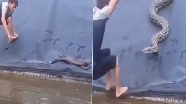 Shocking Viral Video: शख्स ने पानी में तैर रहे काले रंग के सांप को पकड़ा तो पीछे से आ गया एक विशाल अजगर, फिर जो हुआ... देखें हैरान करने वाला यह वीडियो