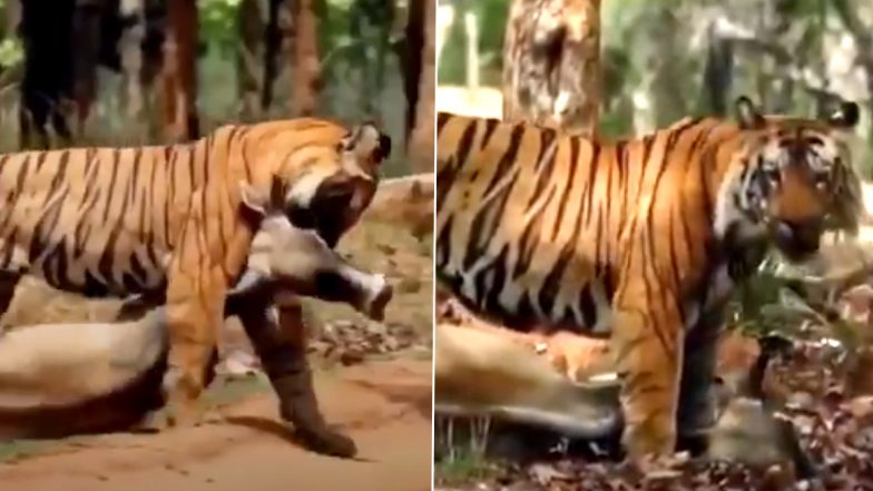 Tiger Viral Video: शिकार करने के बाद गाय को अपने मुंह से घसीटकर जंगल ले गया बाघ, इंटरनेट पर वायरल हुआ यह दुर्लभ वीडियो