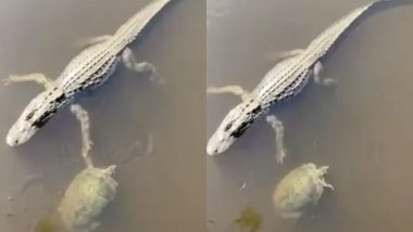 Turtle Greets Alligator Video: कभी एक कछुए को मगरमच्छ से हाथ मिलाते देखा है? दोनों के अभिवादन का वायरल वीडियो देख आप भी रह जाएंगे दंग