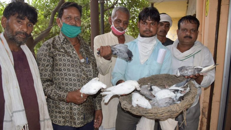 Uttar Pradesh: युवक ने 'अपमान' का बदला लेने के लिए मार डाले 11 कबूतर