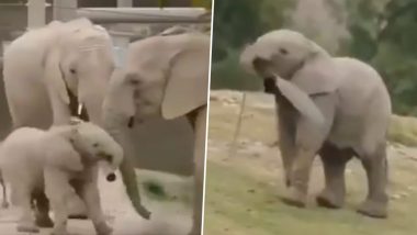 Baby Elephant Video: परिवार के साथ अटखेलियां करते नन्हे हाथी का प्यारा वीडियो हुआ वायरल, जिसे बार-बार देखना चाहेंगे आप