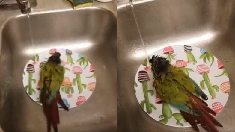 Bird Taking Bath in Kitchen Sink: किचन के सिंक में  नहाते हुए पक्षी का वीडियो हुआ वायरल, जिसे देख आपको भी आ जाएगा उस पर प्यार